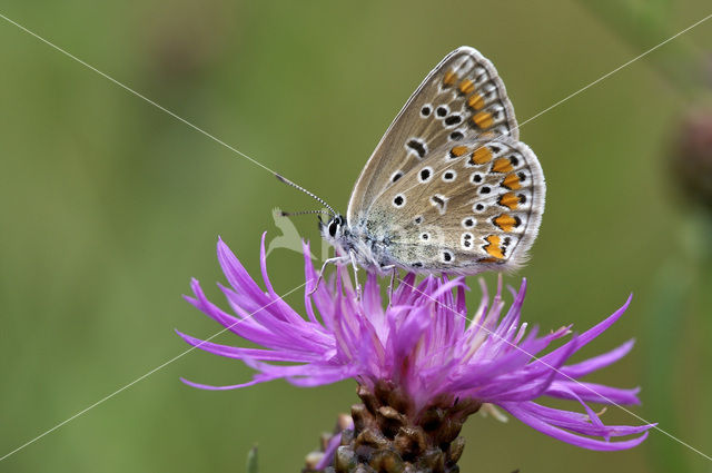 Common Blue (Polyommatus icarus)