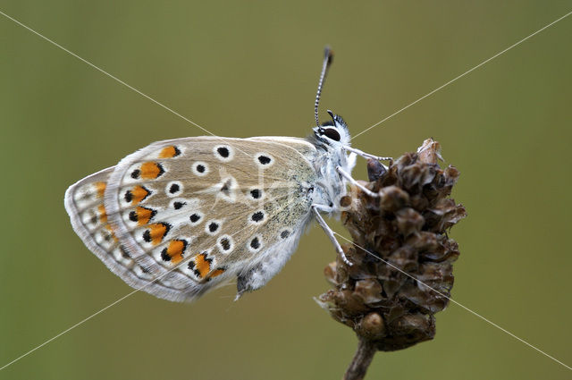 Common Blue (Polyommatus icarus)