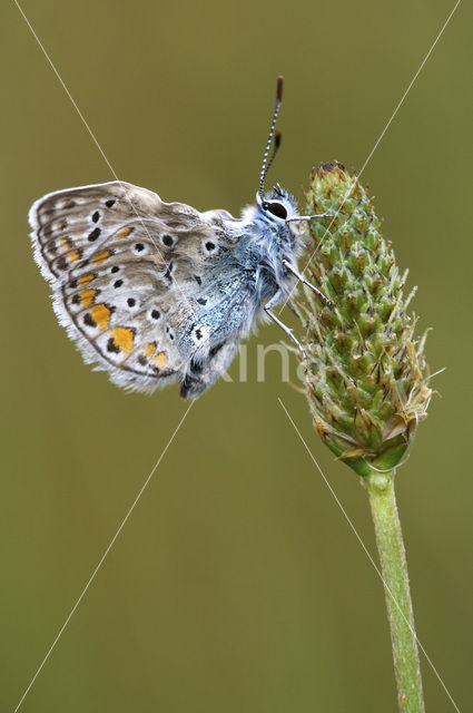 Icarusblauwtje (Polyommatus icarus)