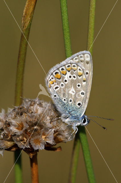 Icarusblauwtje (Polyommatus icarus)