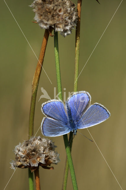 Common Blue (Polyommatus icarus)