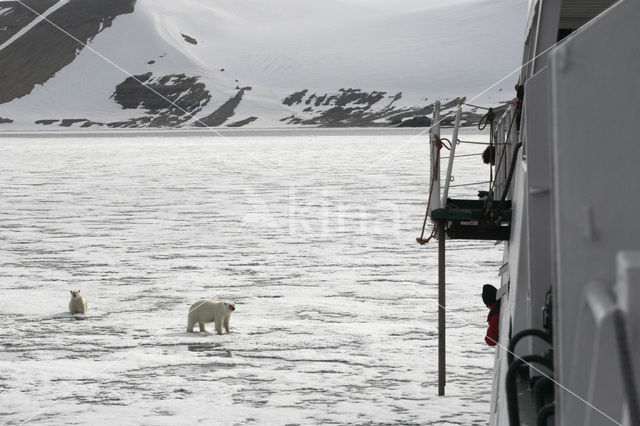 IJsbeer (Ursus maritimus)