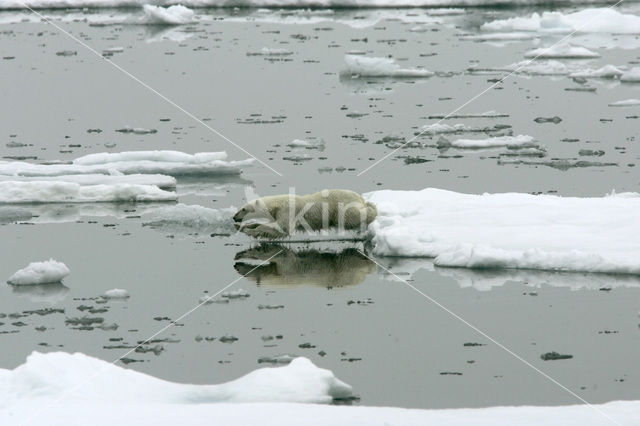 Polar bear (Ursus maritimus)