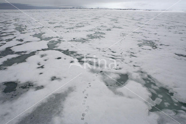 IJsbeer (Ursus maritimus)