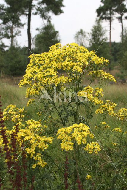 Common Ragwort (Jacobaea vulgaris)