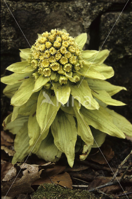 Giant Butterbur (Petasites japonicus)