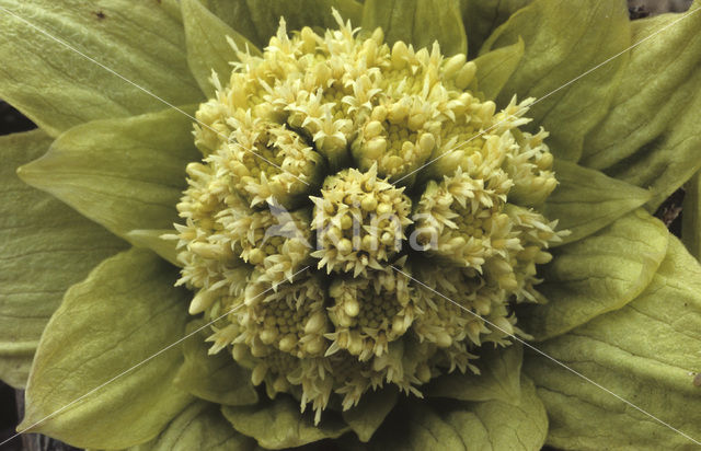 Giant Butterbur (Petasites japonicus)