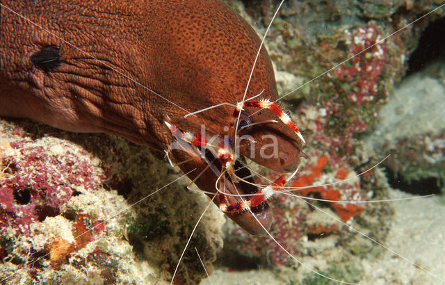 banded coral shrimp