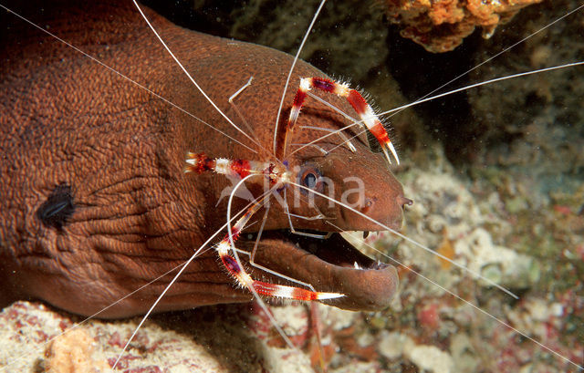 banded coral shrimp