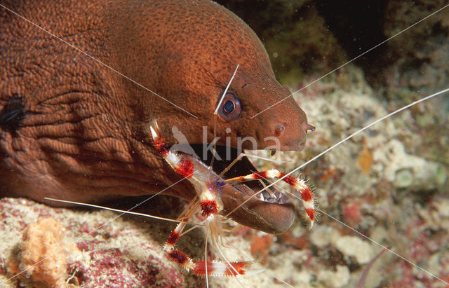 banded coral shrimp