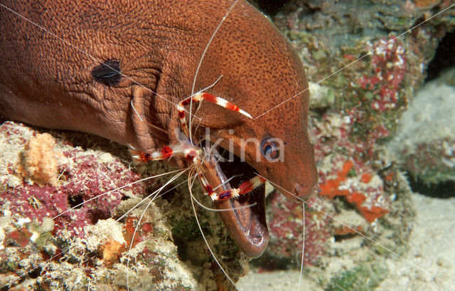 banded coral shrimp