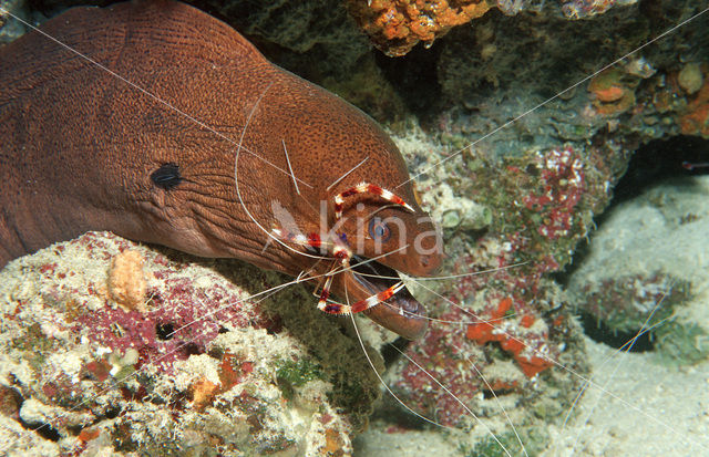 banded coral shrimp