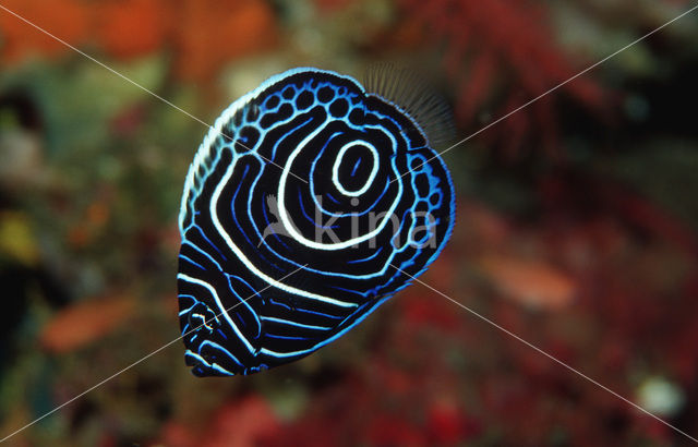 Emperor Angelfish (Pomacanthus imperator)