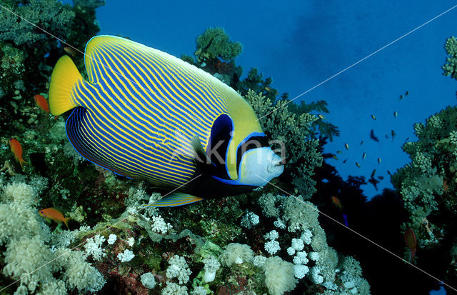 Emperor Angelfish (Pomacanthus imperator)