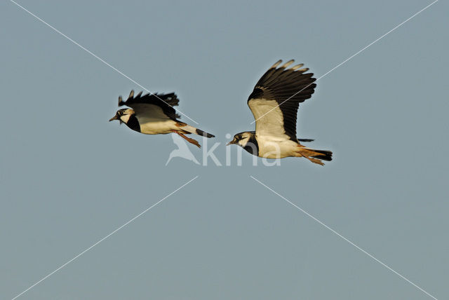 Lapwing (Vanellus vanellus)