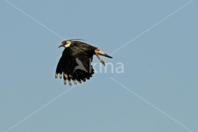 Lapwing (Vanellus vanellus)