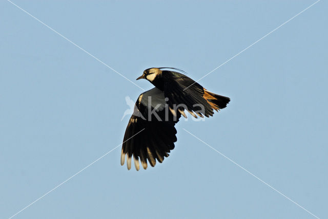 Lapwing (Vanellus vanellus)