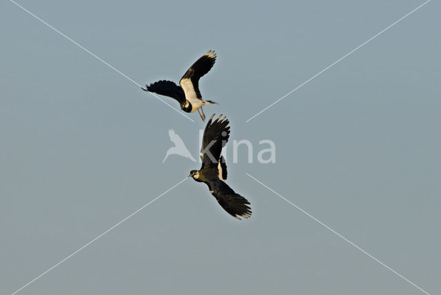 Lapwing (Vanellus vanellus)