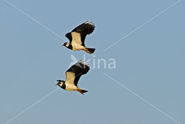 Lapwing (Vanellus vanellus)