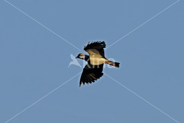 Lapwing (Vanellus vanellus)