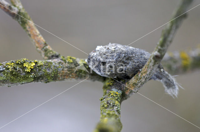 Great Grey Shrike (Lanius excubitor)