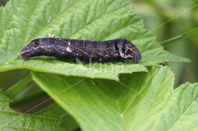 Small Elephant Hawk-moth (Deilephila porcellus)