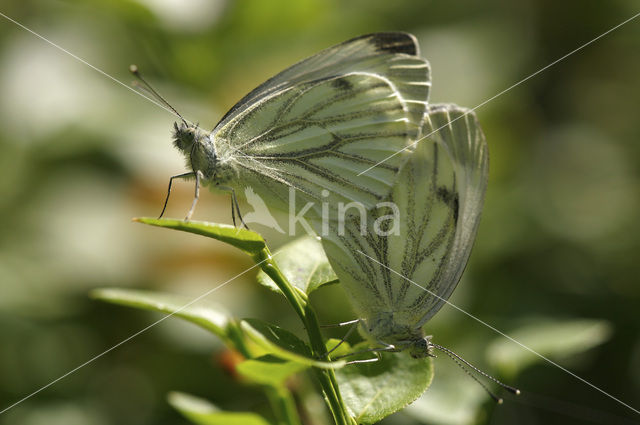 Green-veined White (Pieris napi)
