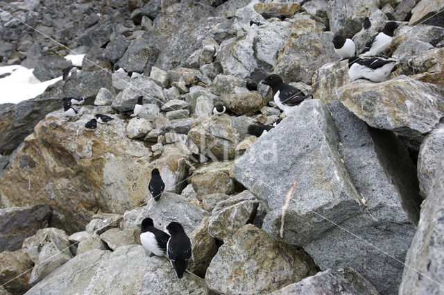 Little Auk (Alle alle)