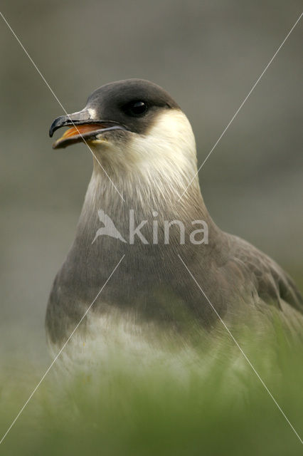 Parasitic Jaeger (Stercorarius parasiticus)