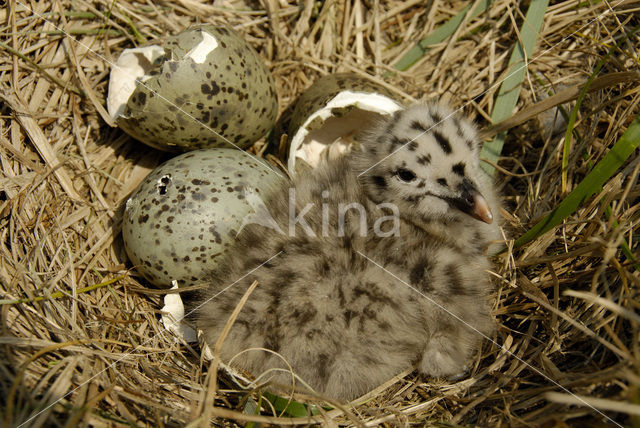 Kleine Mantelmeeuw (Larus fuscus)