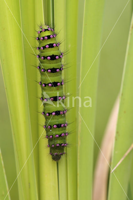 Kleine nachtpauwoog (Saturnia pavonia)