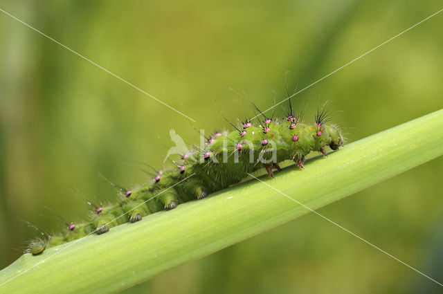 Kleine nachtpauwoog (Saturnia pavonia)