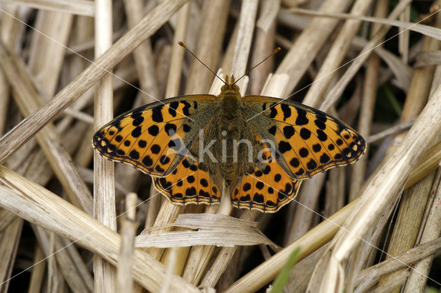 Queen of Spain Fritillary (Issoria lathonia)
