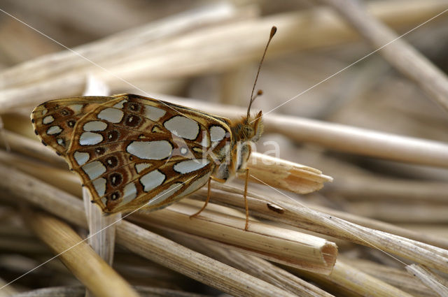 Queen of Spain Fritillary (Issoria lathonia)