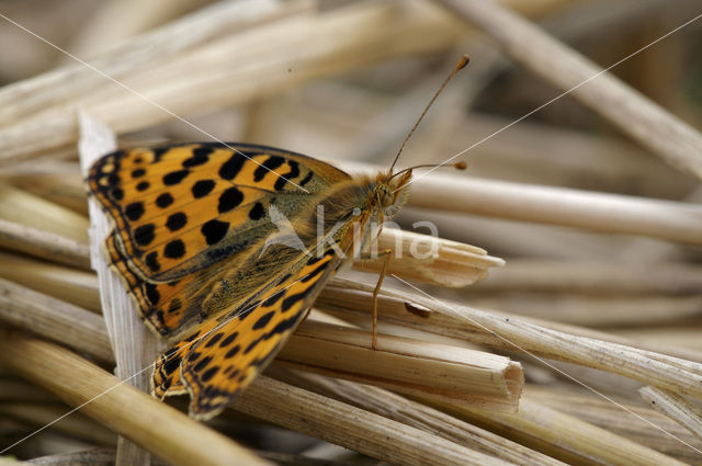 Queen of Spain Fritillary (Issoria lathonia)