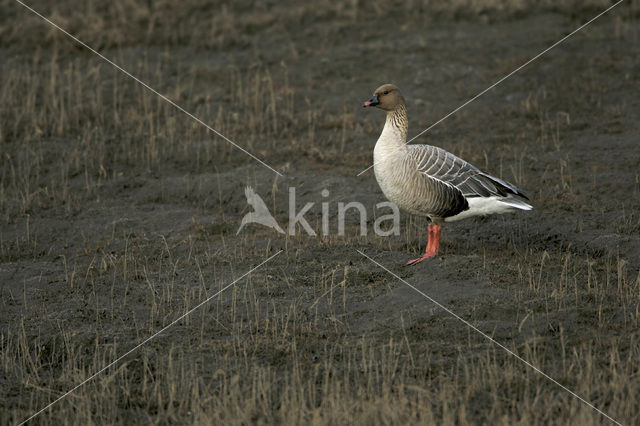 Pink-footed Goose (Anser brachyrhynchus)