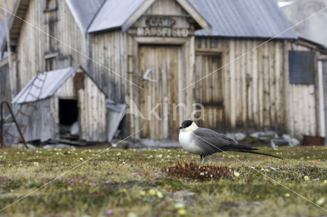 Long-tailed Jaeger (Stercorarius longicaudus)