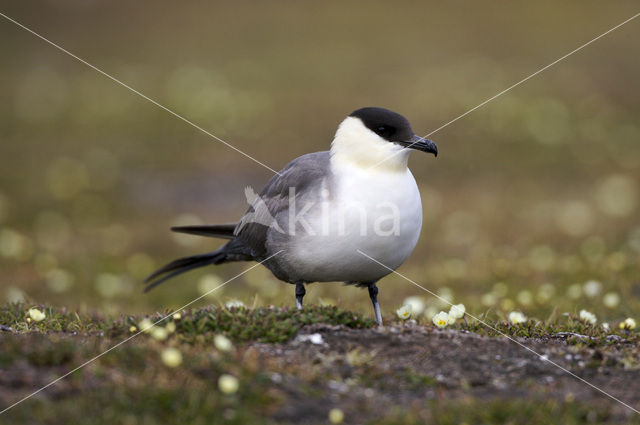 Long-tailed Jaeger (Stercorarius longicaudus)