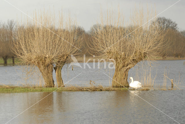 Mute Swan (Cygnus olor)