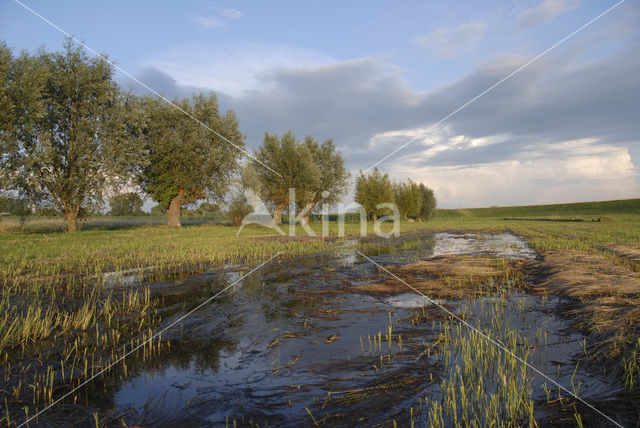 Knotwilg (Salix alba)