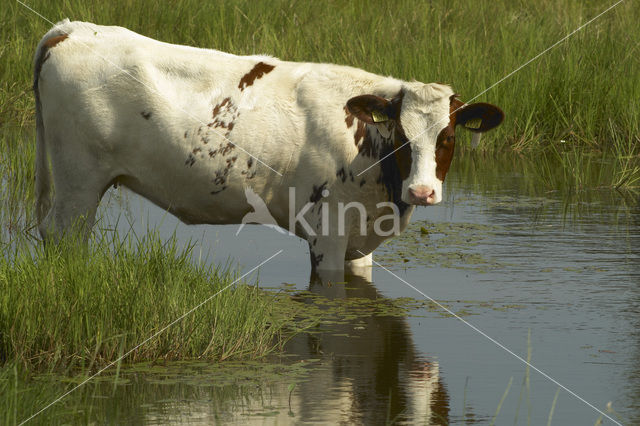 Koe (Bos domesticus)