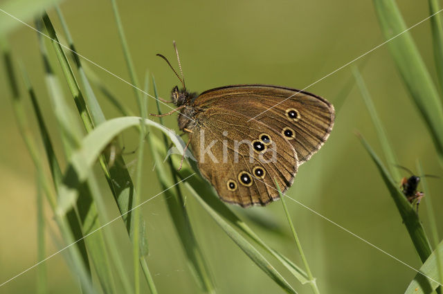 Ringlet (Aphantopus hyperantus)