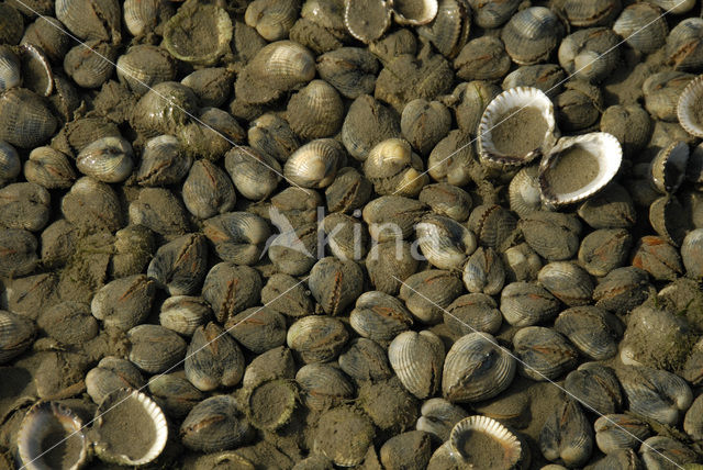 Cockle (Cerastoderma marina)