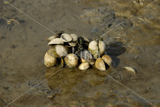 Kokkel (Cerastoderma marina)