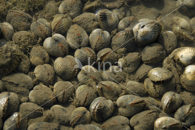 Cockle (Cerastoderma marina)