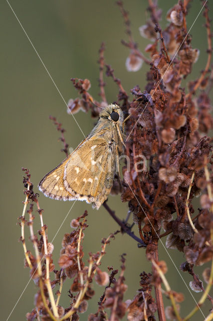 Kommavlinder (Hesperia comma)