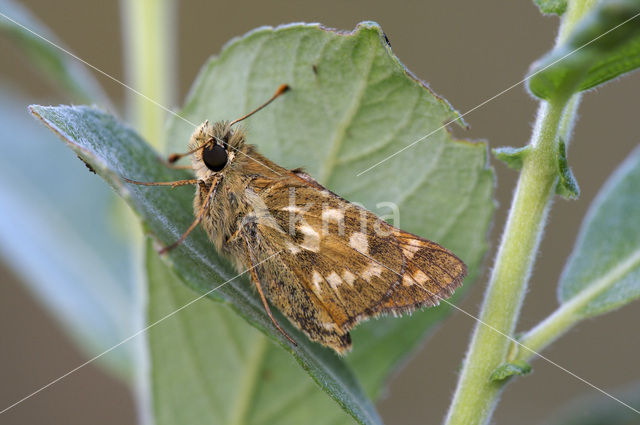 Silver-spotted Skipper (Hesperia comma)
