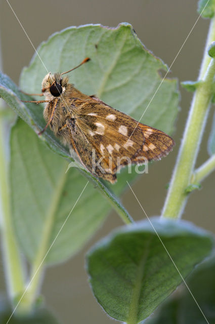 Silver-spotted Skipper (Hesperia comma)