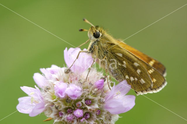 Silver-spotted Skipper (Hesperia comma)