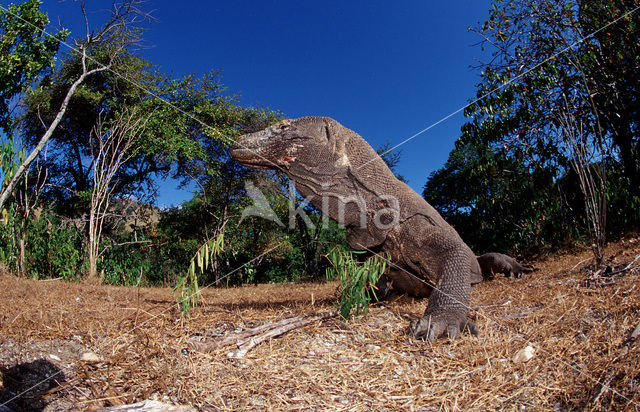 Komodo Island Monitor